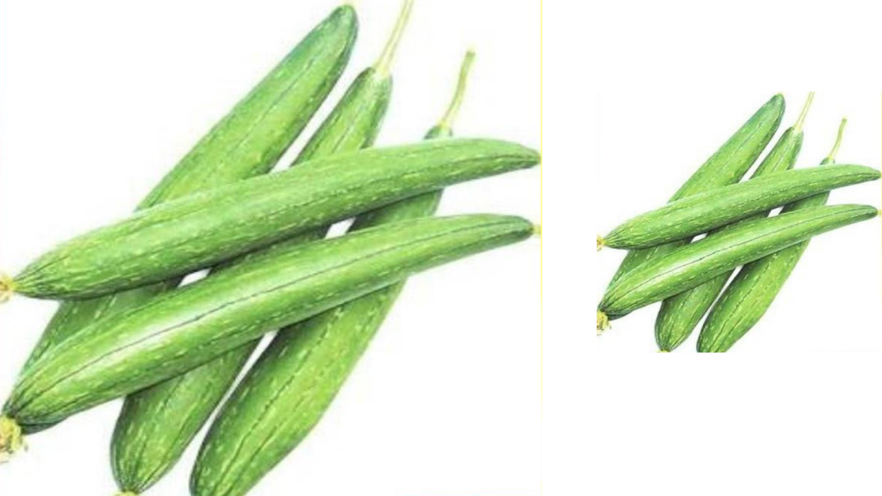 SBJEI-FRESH SPONGE GOURD